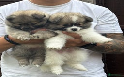 Pomeranian dogs for sale: Pomeranian puppies 🐶  - Image 10