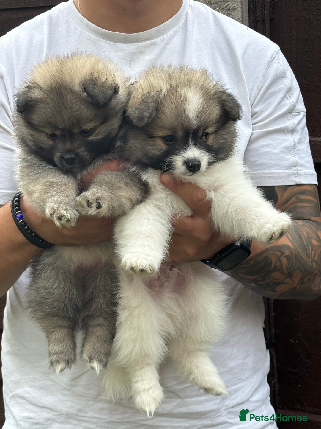 Pomeranian dogs for sale: Pomeranian puppies 🐶  - Image 10