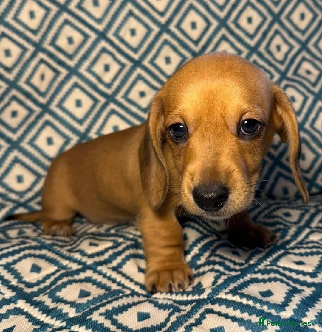 Miniature Dachshund dogs for sale: Miniature dachshund puppies  - Image 2