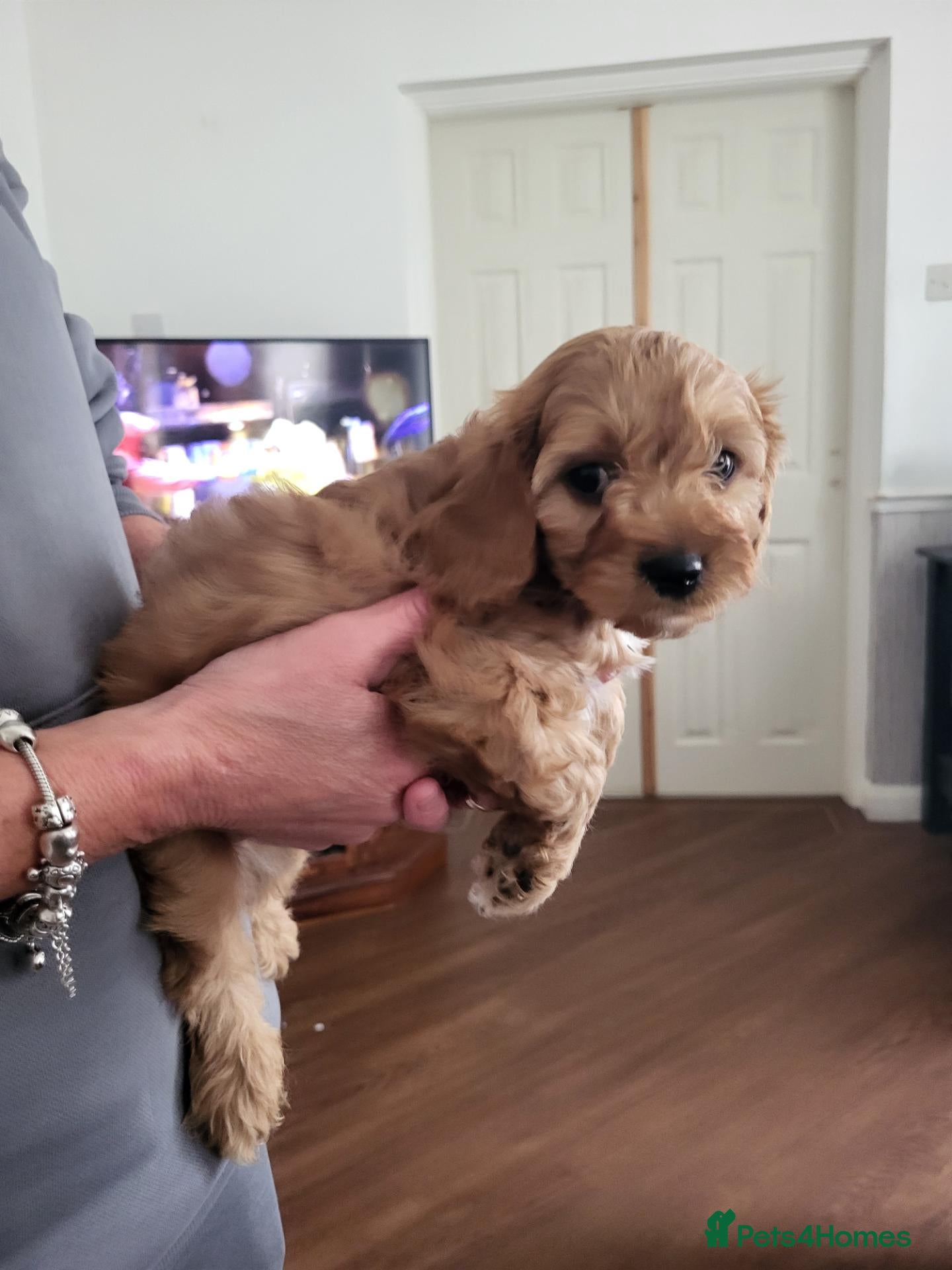 Cavapoo dogs Cavapoo puppies for sale  - Advert 5