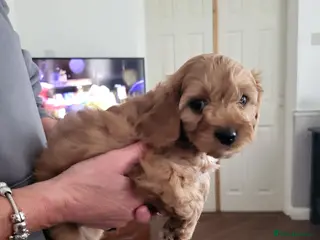 Cavapoo dogs Cavapoo puppies for sale - Advert 5