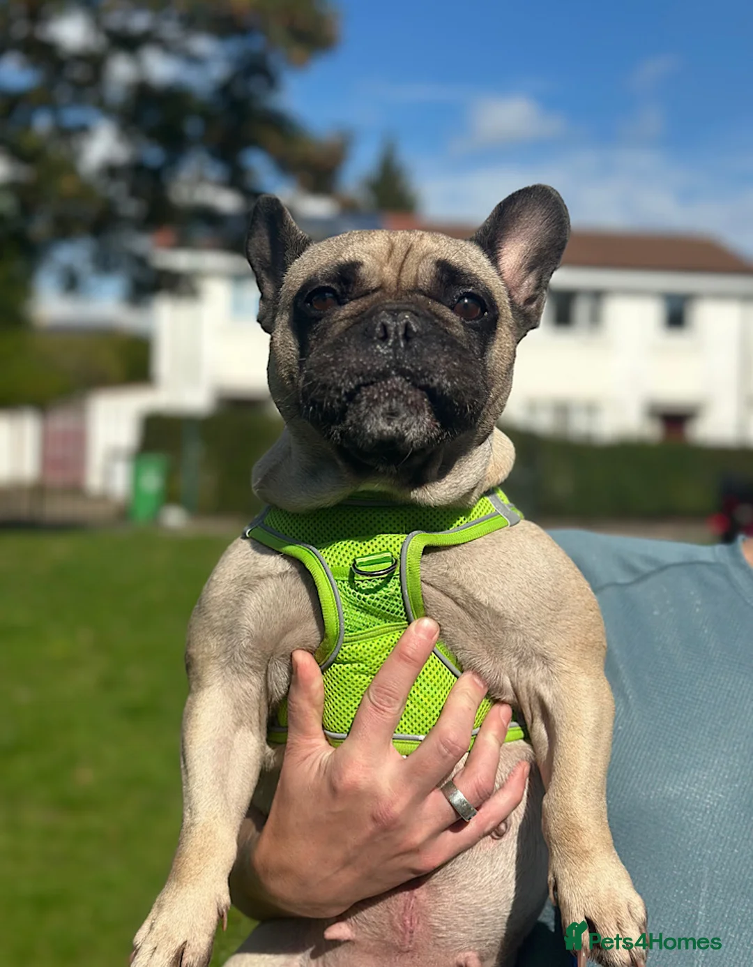 French Bulldog dogs for adoption: Bella seeks forever home  - Advert 2