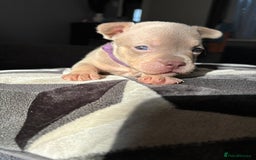 Mixed Breed dogs for sale: Frenchbulldog X pocket bully puppies - Image 5