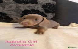 Miniature Dachshund dogs for sale: Miniature Dachshund puppies for sale     - Image 6