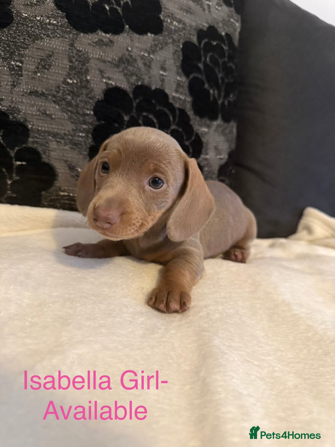 Miniature Dachshund dogs for sale: Miniature Dachshund puppies for sale     - Image 6
