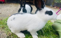 Rex rabbits for sale: Rex X Dutch Bunnies, Ready for homes now.  in Swansea - Image 12