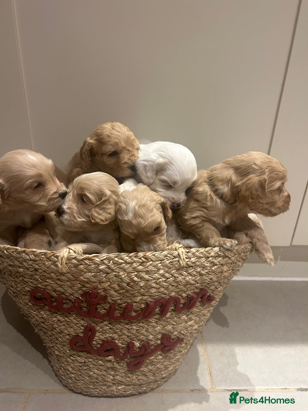 Mixed Breed dogs for sale: BEAUTIFUL PUPPIES - Cockapoo x Sproodle  - Image 1
