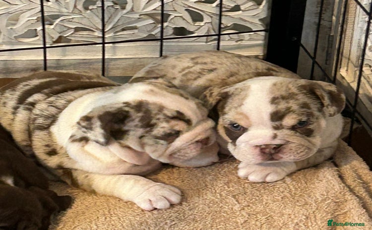 English Bulldog dogs 💖 5 Adorable English bulldog puppies 💖 - Advert 16