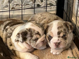 English Bulldog dogs 💖 5 Adorable English bulldog puppies 💖 - Advert 12