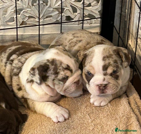 English Bulldog dogs 💖 5 Adorable English bulldog puppies 💖 - Advert 16