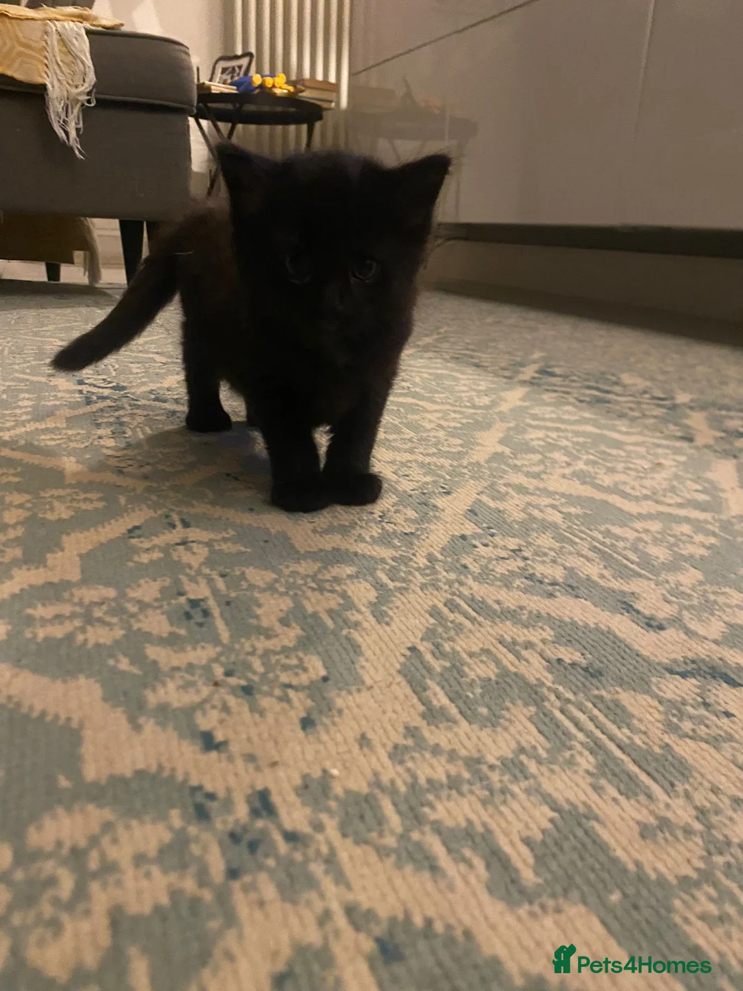 Mixed Breed cats for sale: 10 week old Male and female kittens  - Advert 2