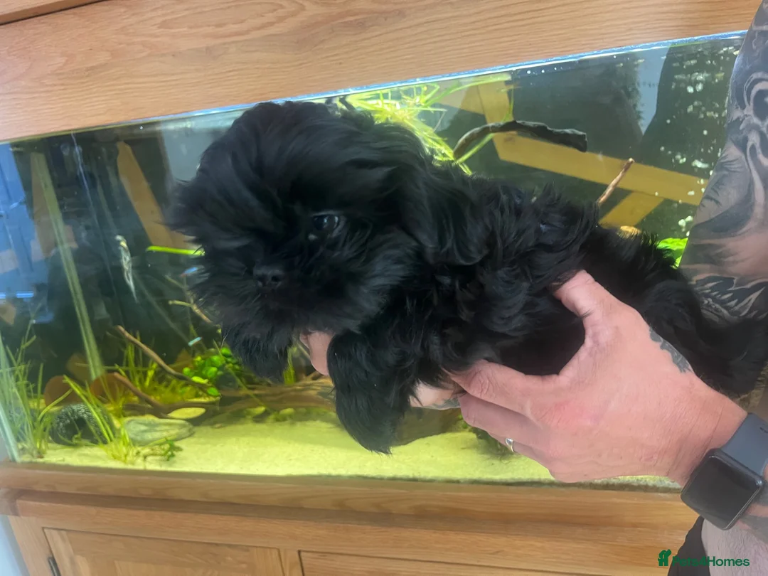 Shih Tzu dogs for sale: 3 beautiful  in Newport - Advert 4
