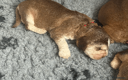 Cocker Spaniel dogs for sale: Cocker Spaniel Pups, KC, Health Tested, Champ Line - Image 17