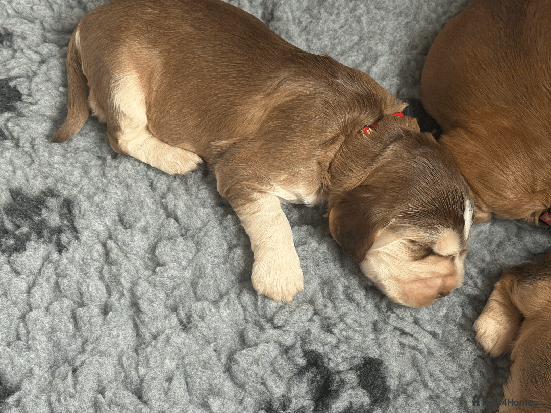 Cocker Spaniel dogs for sale: Cocker Spaniel Pups, KC, Health Tested, Champ Line - Image 17