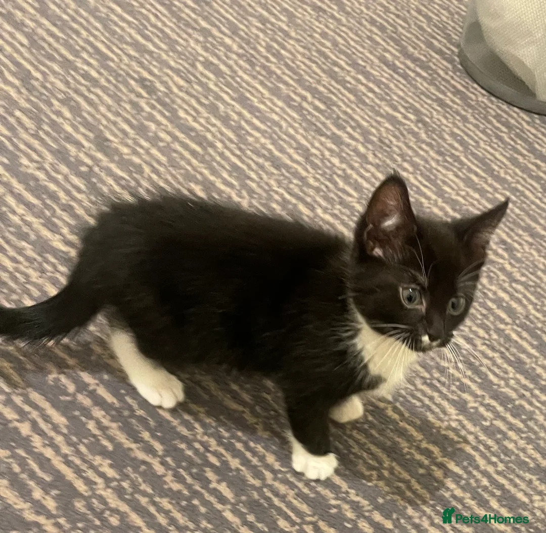 Bombay cats for sale: Rocko  in Birmingham - Advert 2