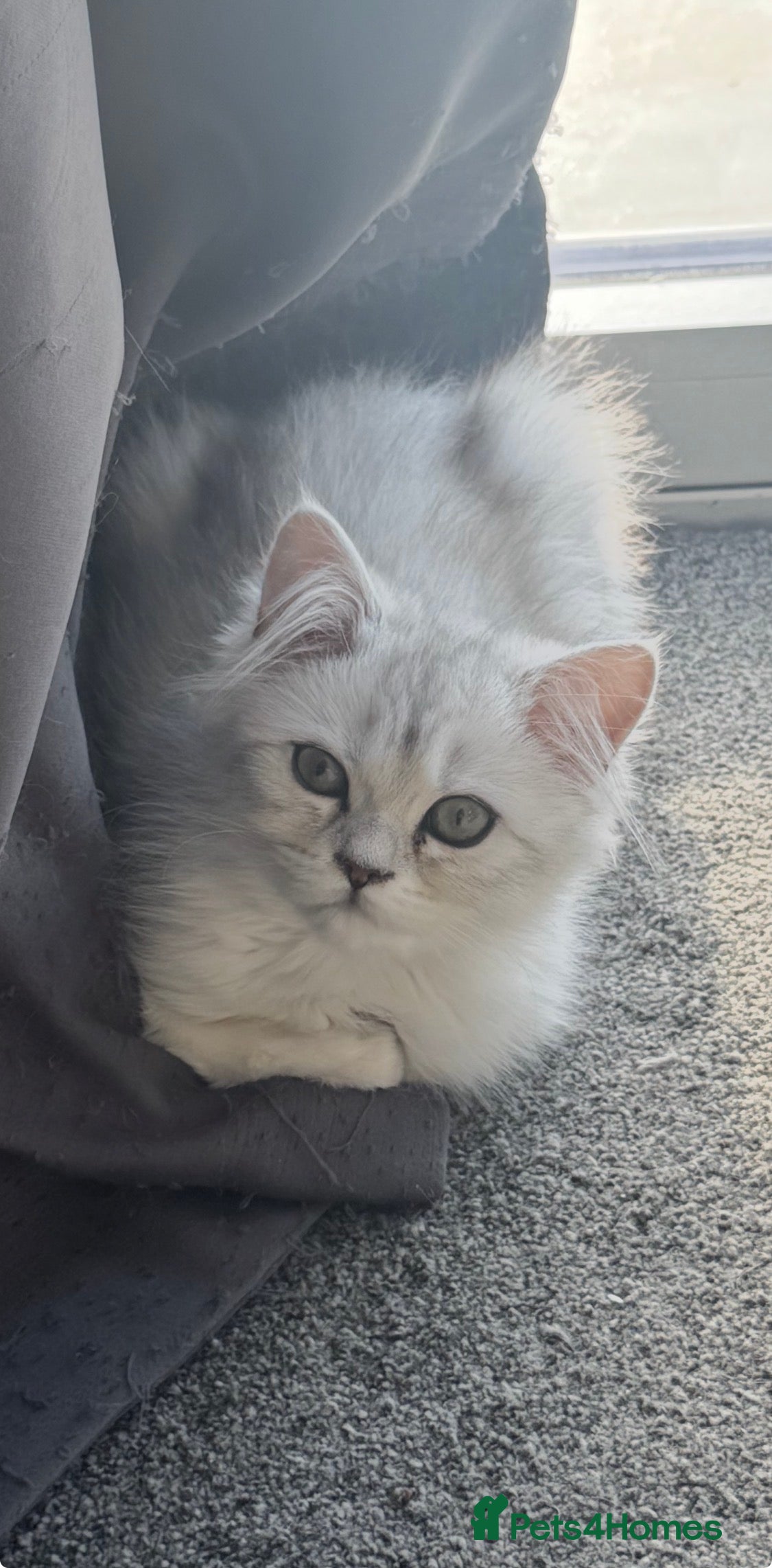 Mixed Breed cats British shorthair x Persian  - Advert 2