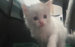 Ragdoll cats for sale: Ragdoll kittens - Image 15