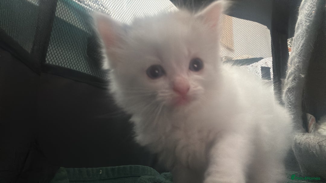 Ragdoll cats for sale: Ragdoll kittens - Image 15