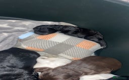 Cocker Spaniel dogs for sale: Cocker spaniel puppies for sale  - Advert 7