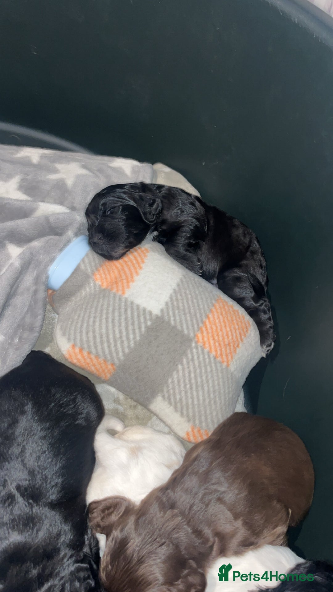 Cocker Spaniel dogs for sale: Cocker spaniel puppies for sale  - Advert 7