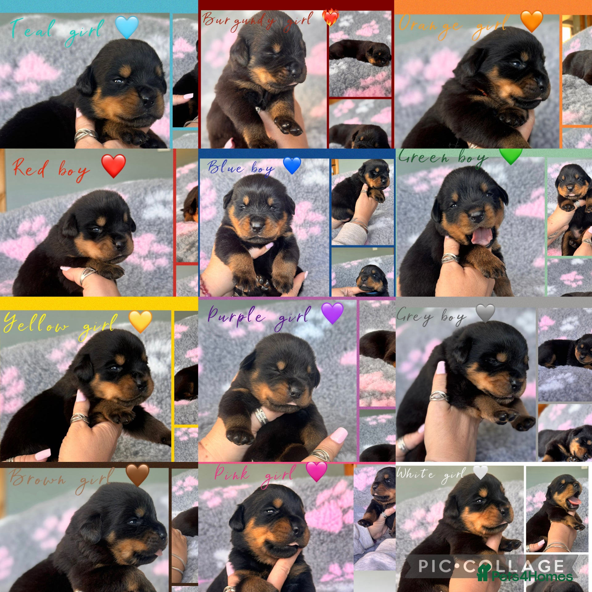 Rottweiler dogs 🐾 Beautiful Rottweiler Puppies 🐾 - Advert 1