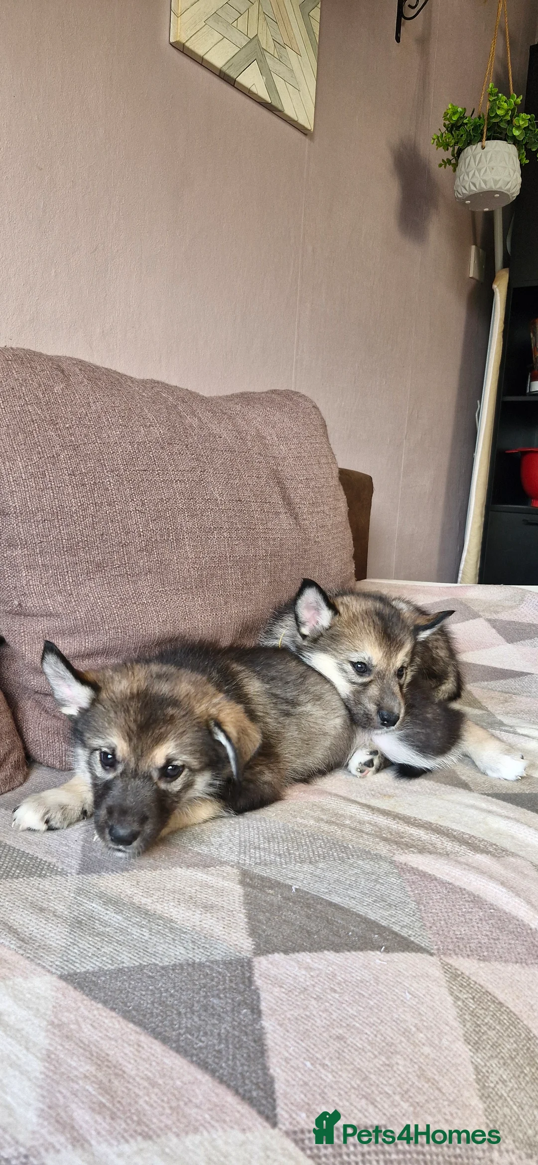 Mixed Breed dogs for sale: German sheperd Malamute  - Advert 7