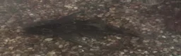 Catfish fish for sale: Sucker fish for sale  - Advert 1