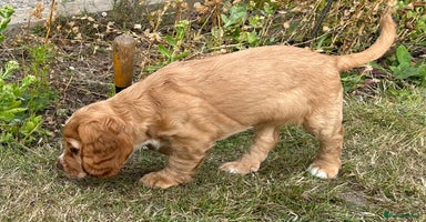 Cocker Spaniel dogs - Advert 3