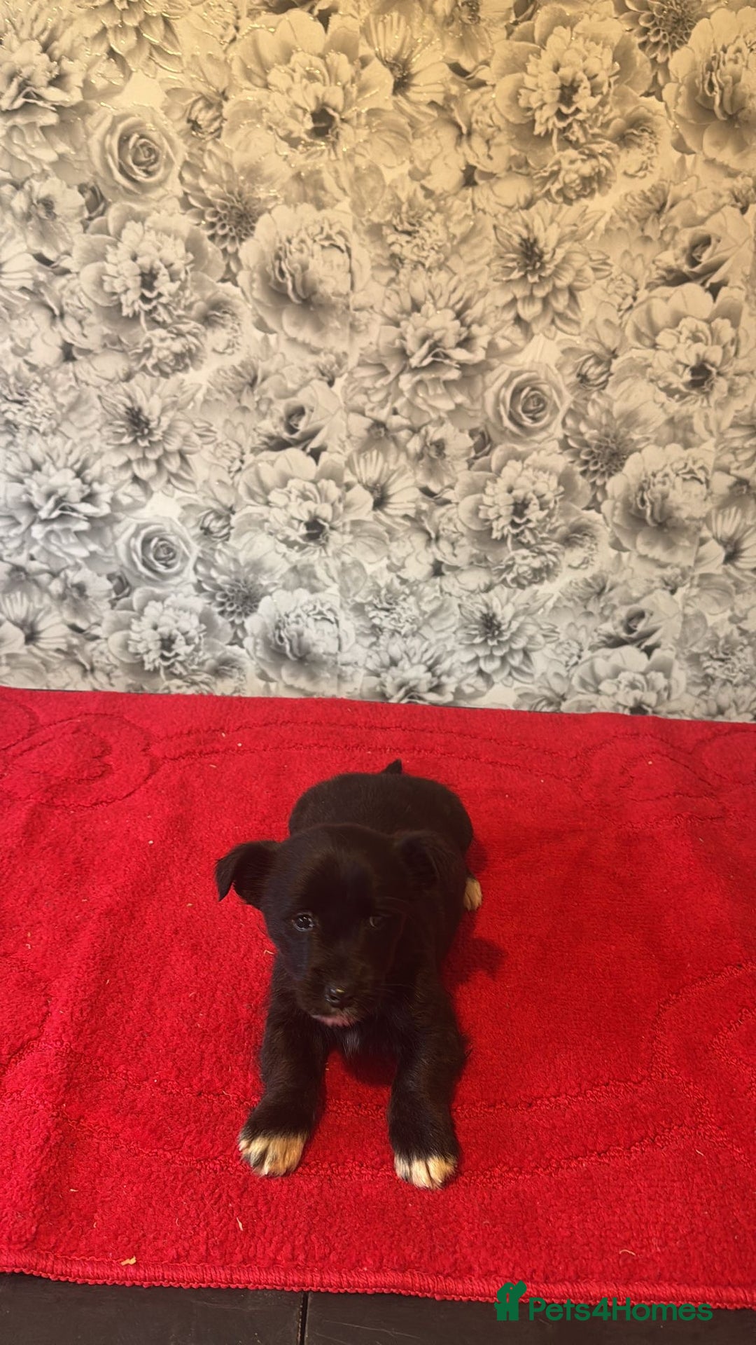 Mixed Breed dogs for sale: 6 beautiful cockapoo x terriers  - Advert 9