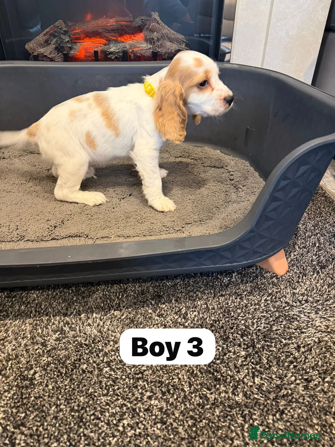 Cocker Spaniel dogs for sale: Beautiful adorable show type cocker spaniels - Advert 26