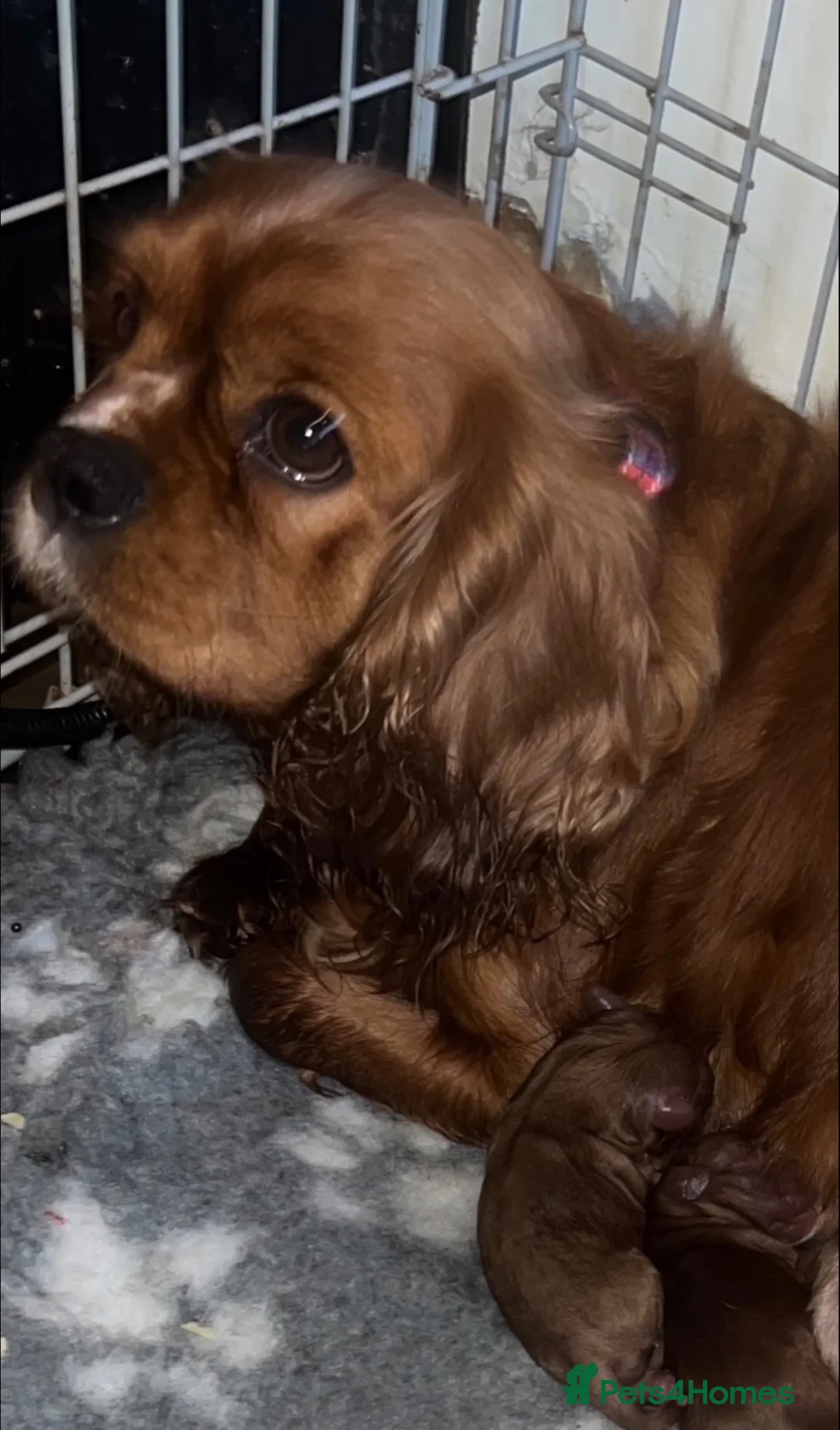 Cavapoo dogs for sale: 💕 beautiful cavapoos ready next week 💕 - Advert 9
