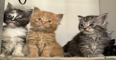 Maine Coon cats - Advert 14