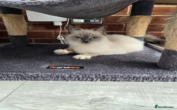 Ragdoll cats for sale: Blue mitted european girl - Image 17