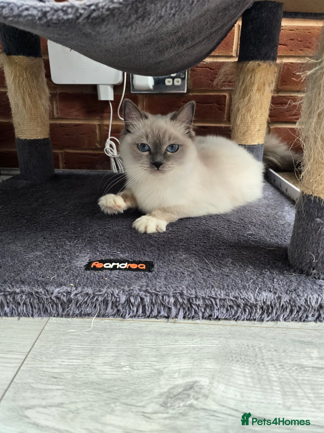 Ragdoll cats for sale: Blue mitted european girl - Image 17