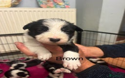 Mixed Breed dogs for sale: Border collie cross/bearded collie puppies  - Image 9