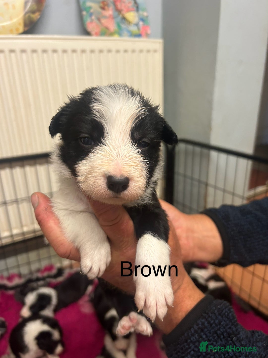 Mixed Breed dogs for sale: Border collie cross/bearded collie puppies  - Image 9