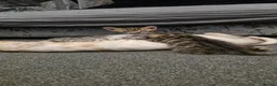 Bengal cats for sale: 🐾 Beautiful Bengal Cross Kittens 🐾 - Advert 2