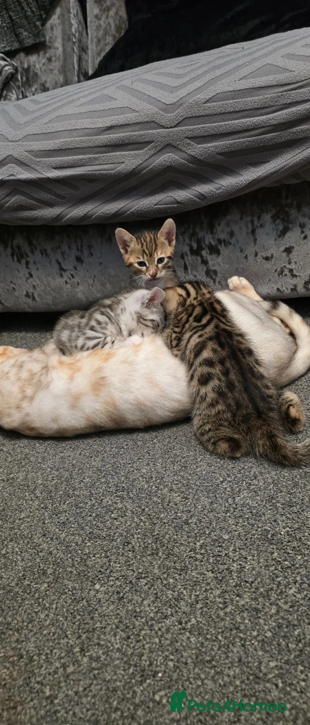 Bengal cats for sale: 🐾 Beautiful Bengal Cross Kittens 🐾 - Advert 2