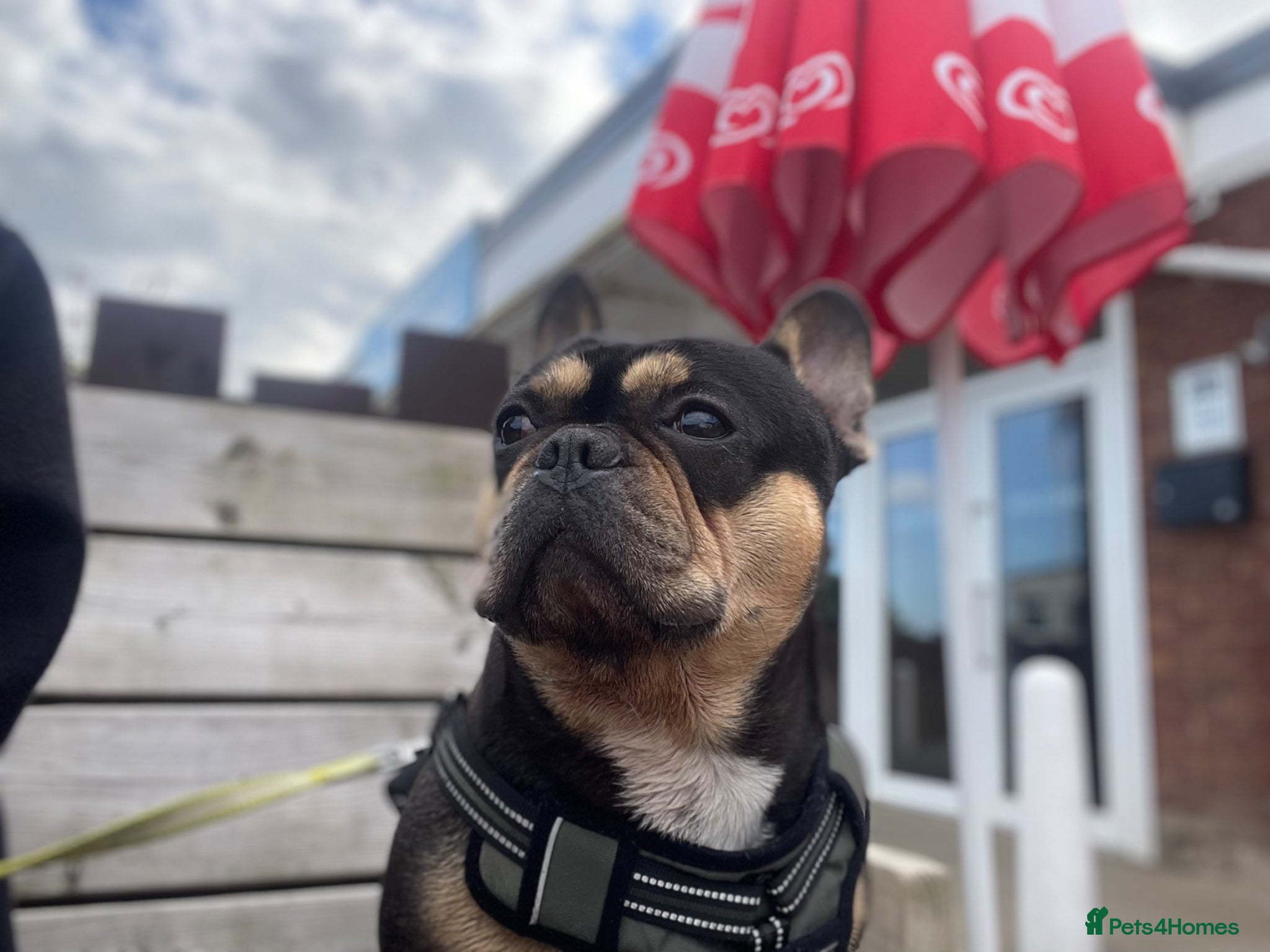 French Bulldog dogs 5 Year Old Male Frenchie  - Advert 1