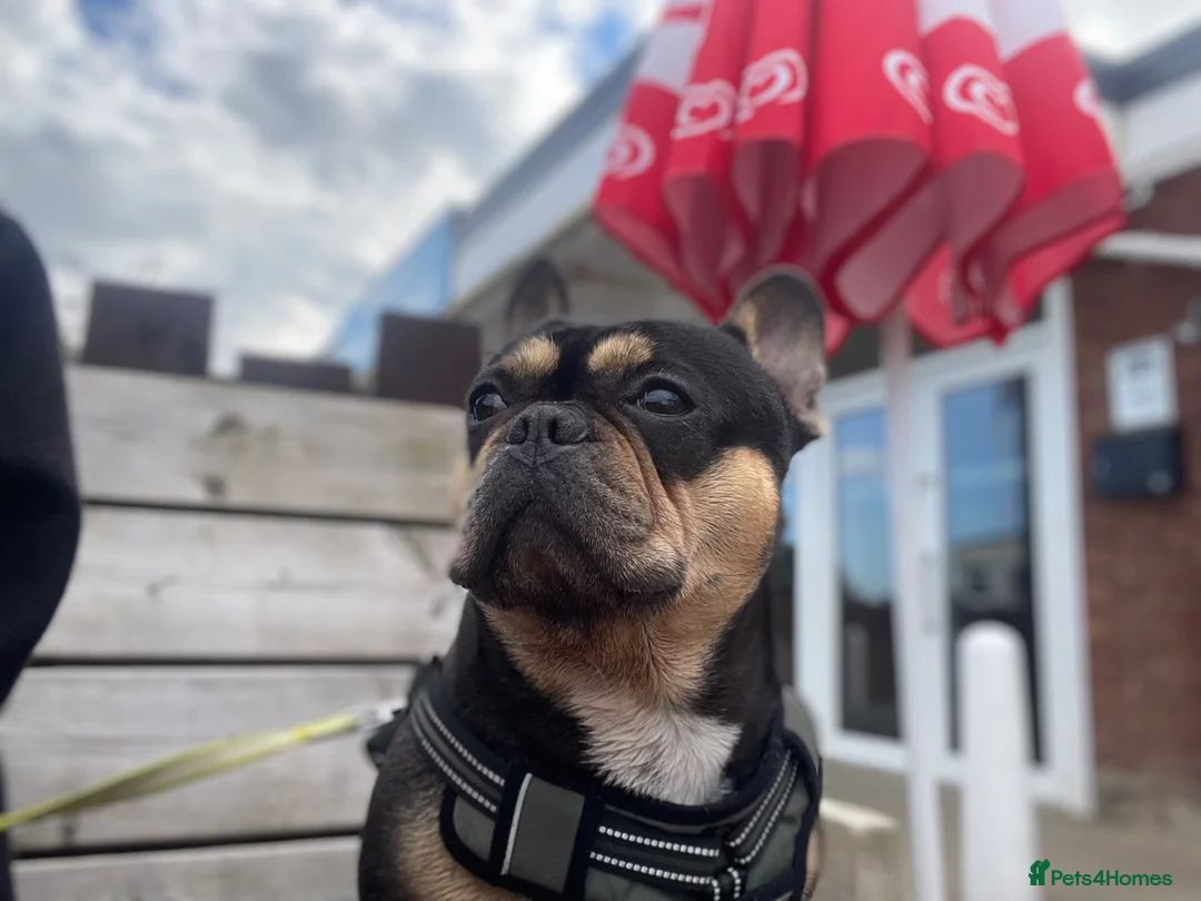 French Bulldog dogs for sale: 5 Year Old Male Frenchie  - Advert 1
