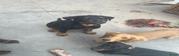 Rottweiler dogs for sale: Gorgeous Rottie for Sale! - Advert 8