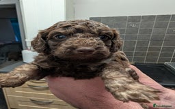 Cockapoo dogs for sale: F2b cockapoo Puppies (all females) - Image 6