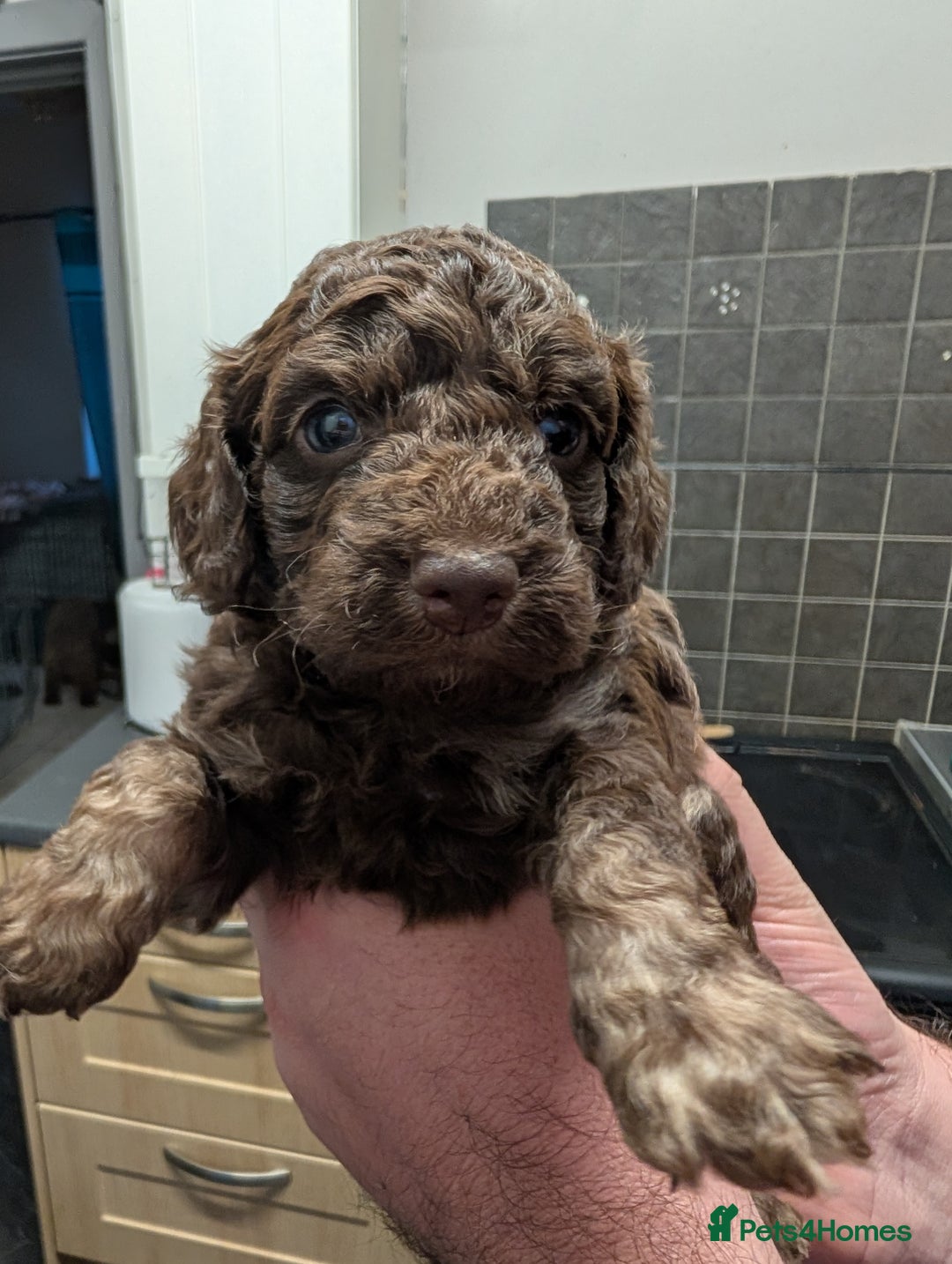 Cockapoo dogs for sale: F2b cockapoo Puppies (all females) - Image 6