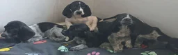 Mixed Breed dogs for sale: KC Basset Hound x KC German Shorthaired Pointer  - Advert 32