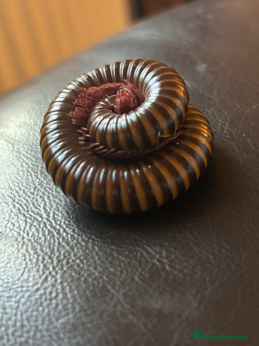Millipedes invertebrates for sale: Rosy leg millipedes  - Image 4