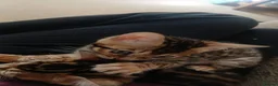 Bengal cats for sale: Family raised TICA Bengal kittens - Advert 8