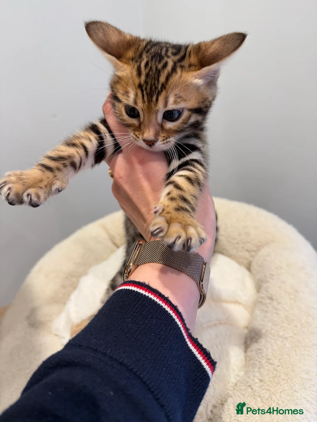 Bengal cats for sale: Bengal kittens 🥰🥰🥰🇬🇧🇬🇧🇬🇧 - Advert 11