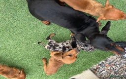 Dachshund dogs for sale: 4 beautiful dachshund puppies ready to go!!!! - Image 11