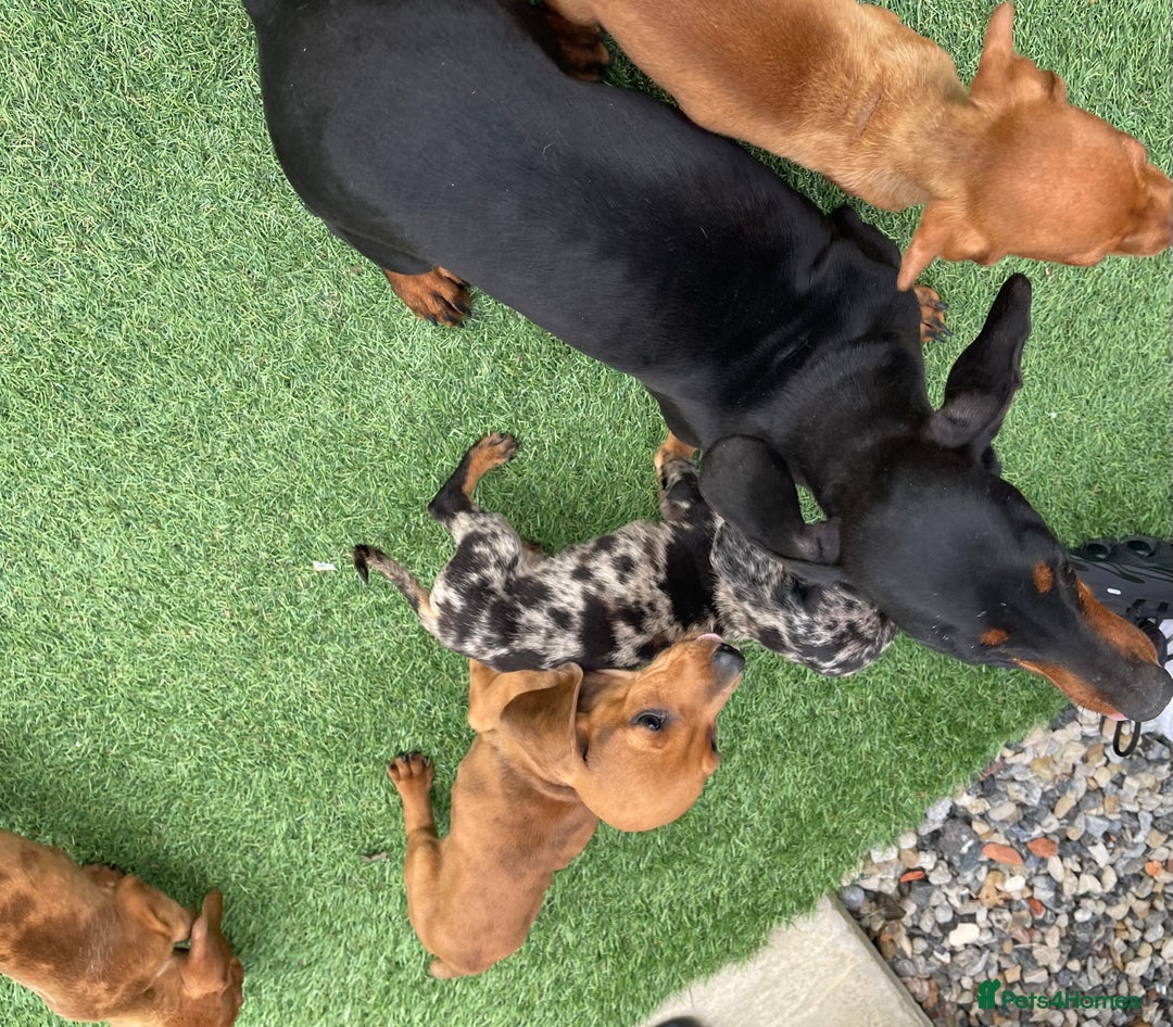 Dachshund dogs for sale: 4 beautiful dachshund puppies ready to go!!!! - Image 11