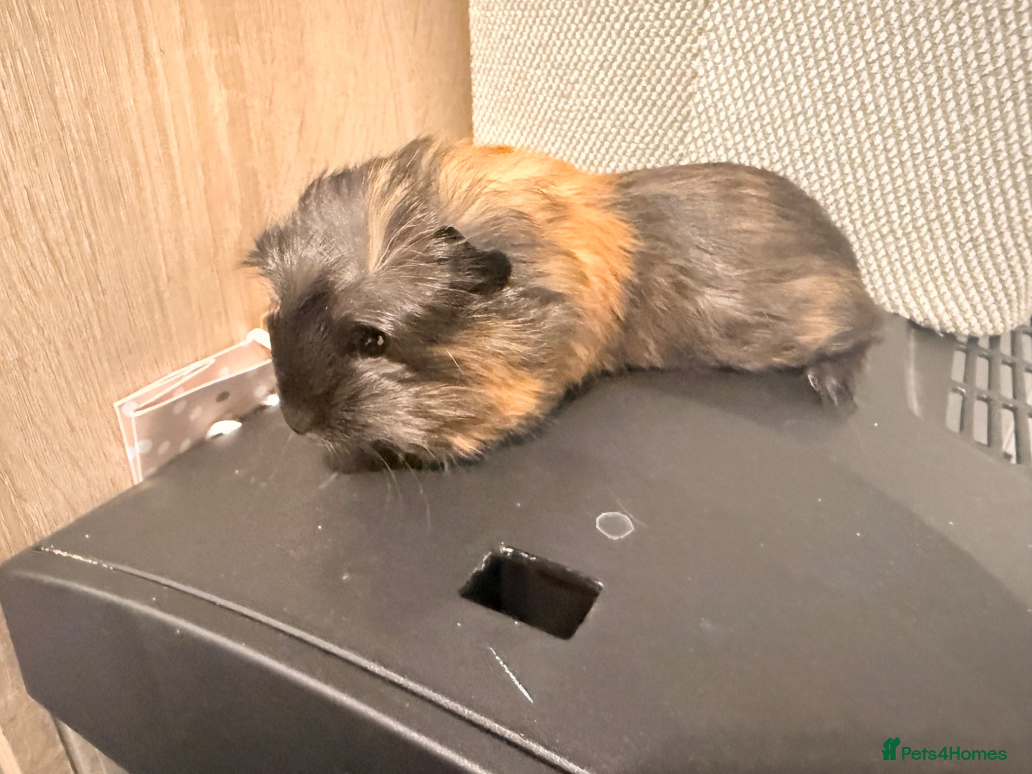 Guinea Pig rodents for sale: Looking for a new home  - Advert 4